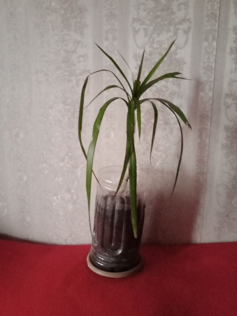 Пальма драцена .