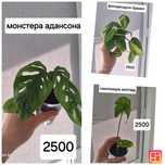 Комнатные цветы смотрите фотографии