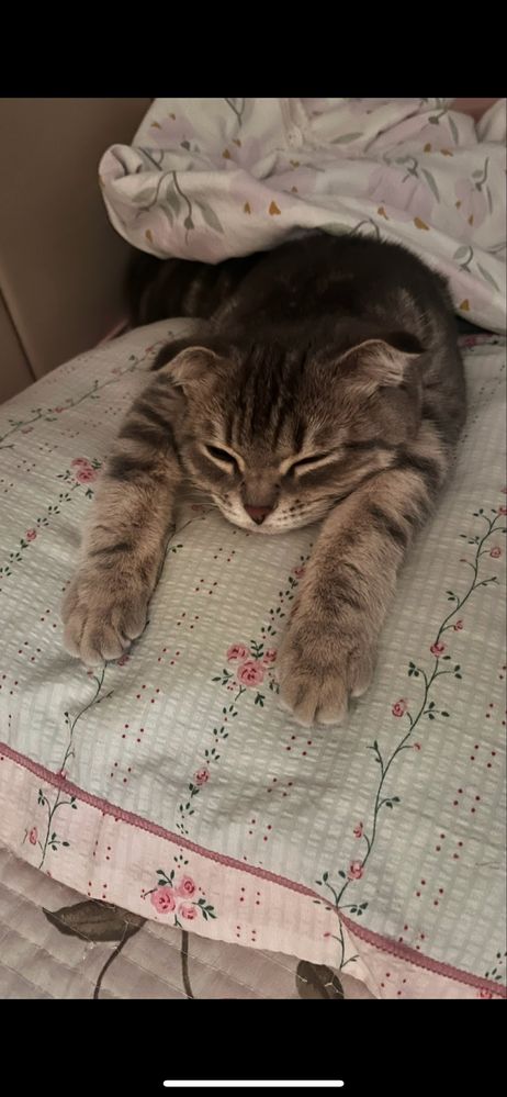 Продам шотланского котенка