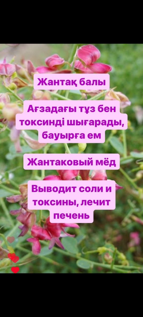 100% табиғи, ешқандай қоспасыз, Бал Исмаилдан!
 Артықшылықтары

Қарақұ
