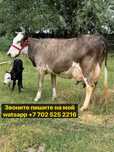 Продам корову голштинской породы