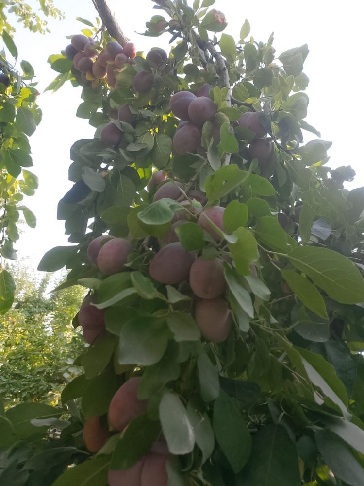 Алхарат бар алам дейтиндерге