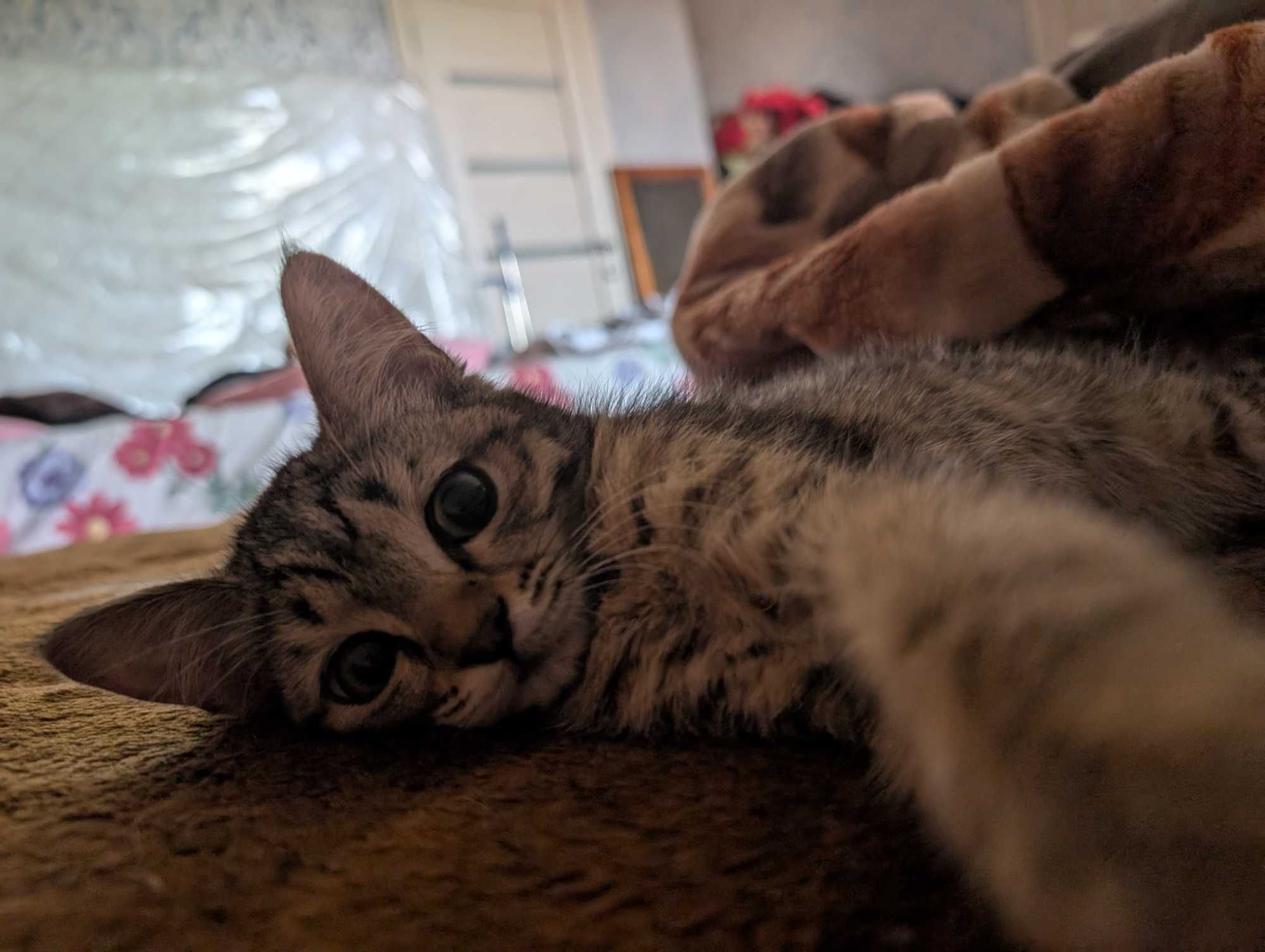 Кошечка ищет дом