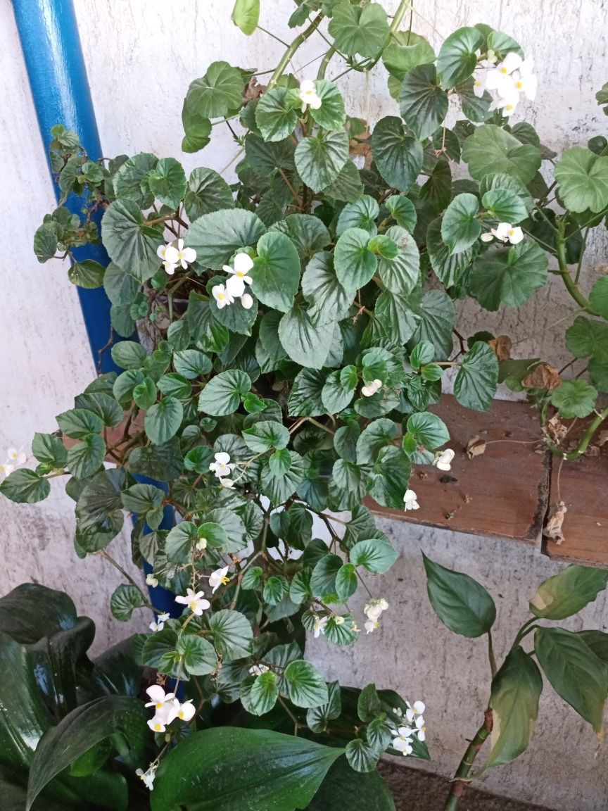 Продам домашний цветок