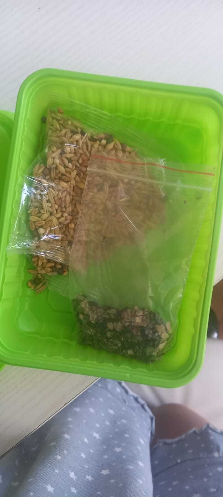 трава для кошек бесплатно