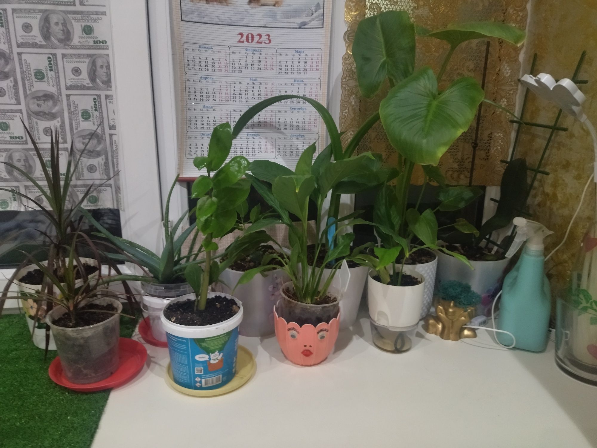 Продам разные комнатные цветы