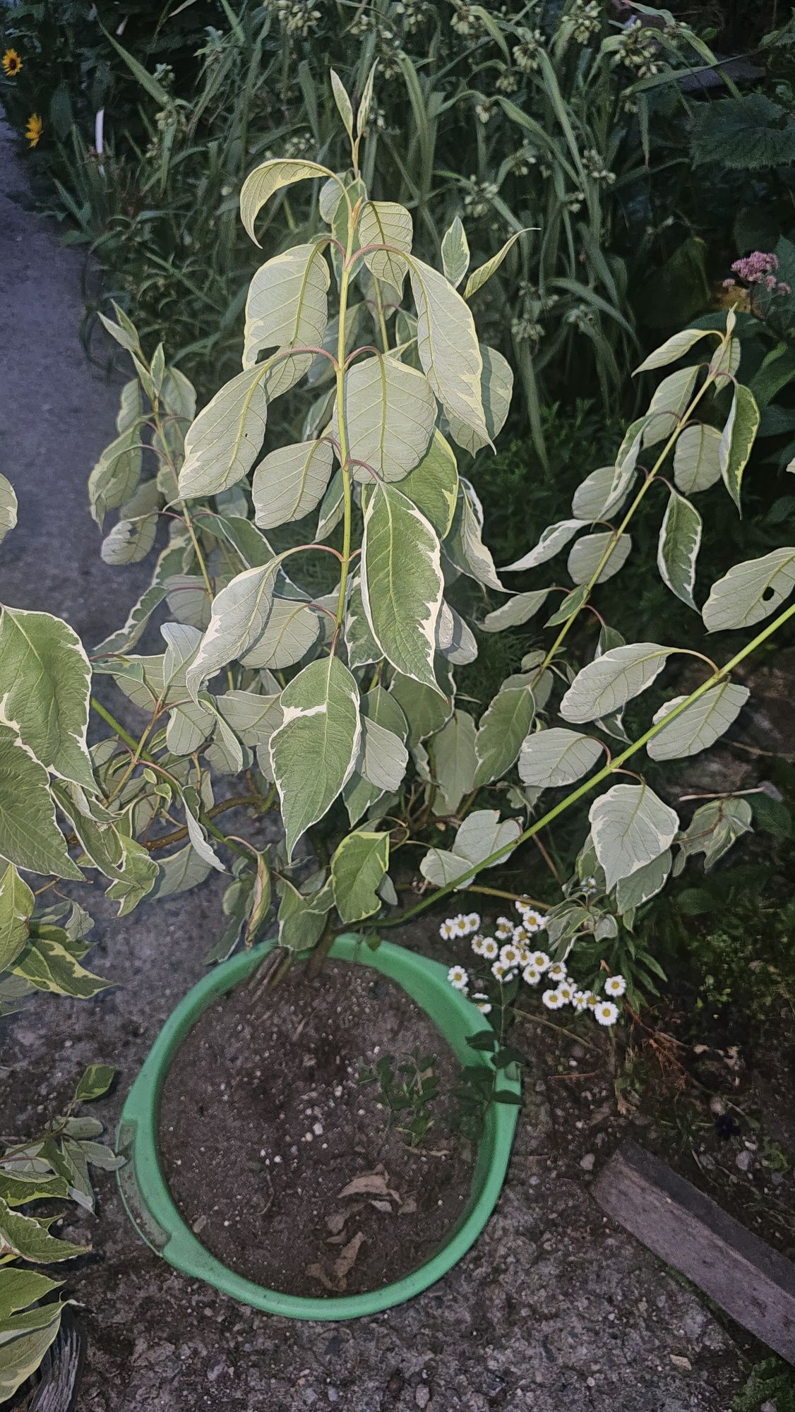 Продам кустарники