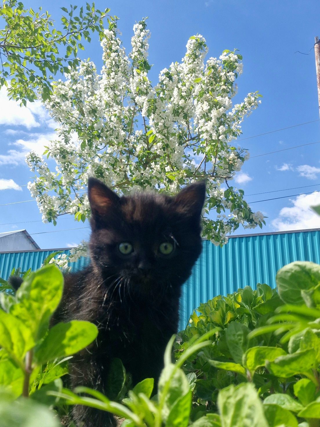 Отдам котёнка в надёжные руки