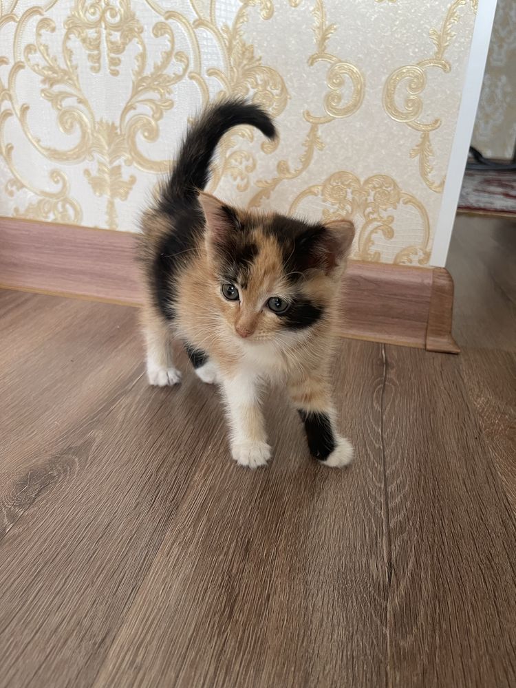 Милые котята, с мамочкой