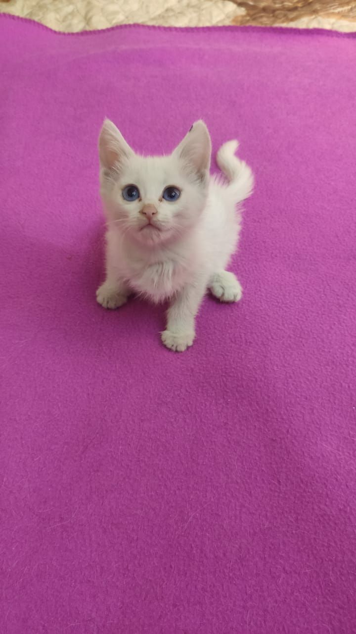 СРОЧНО нужен дом котенку!!!