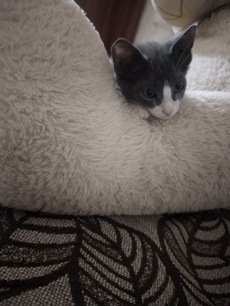котенок мальчик  в добрые руки