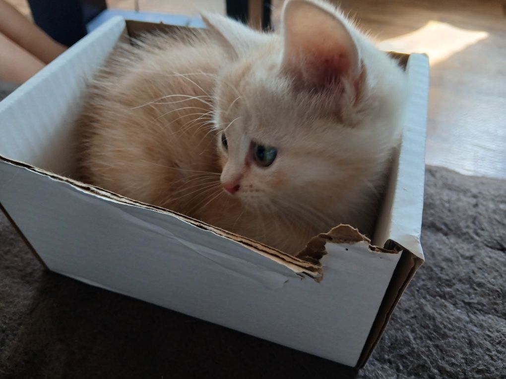 Продам котят британских