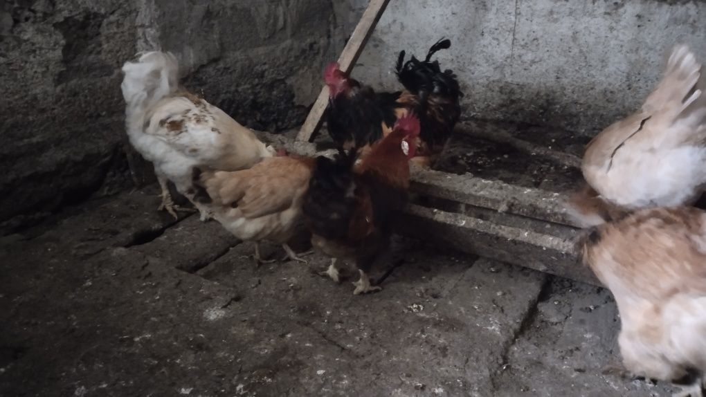 Продам домашних куриц