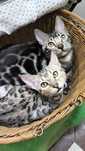 Серебряные! Ограничено! SILVER BENGAL