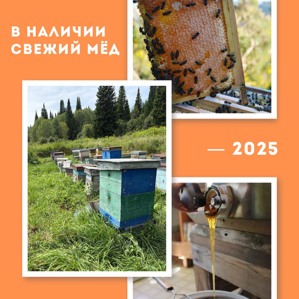 Свежий мёд 2025 , лесной мед