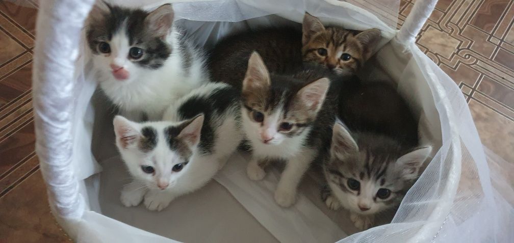 Отдам котят в добрые руки