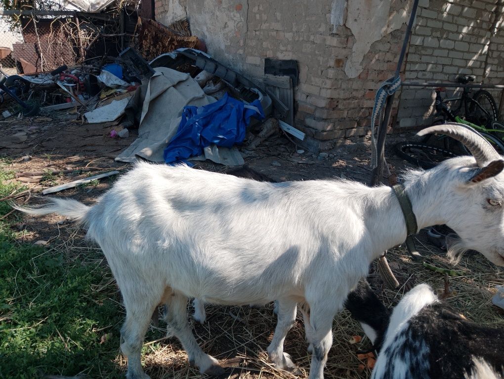 Продам коз и козлят