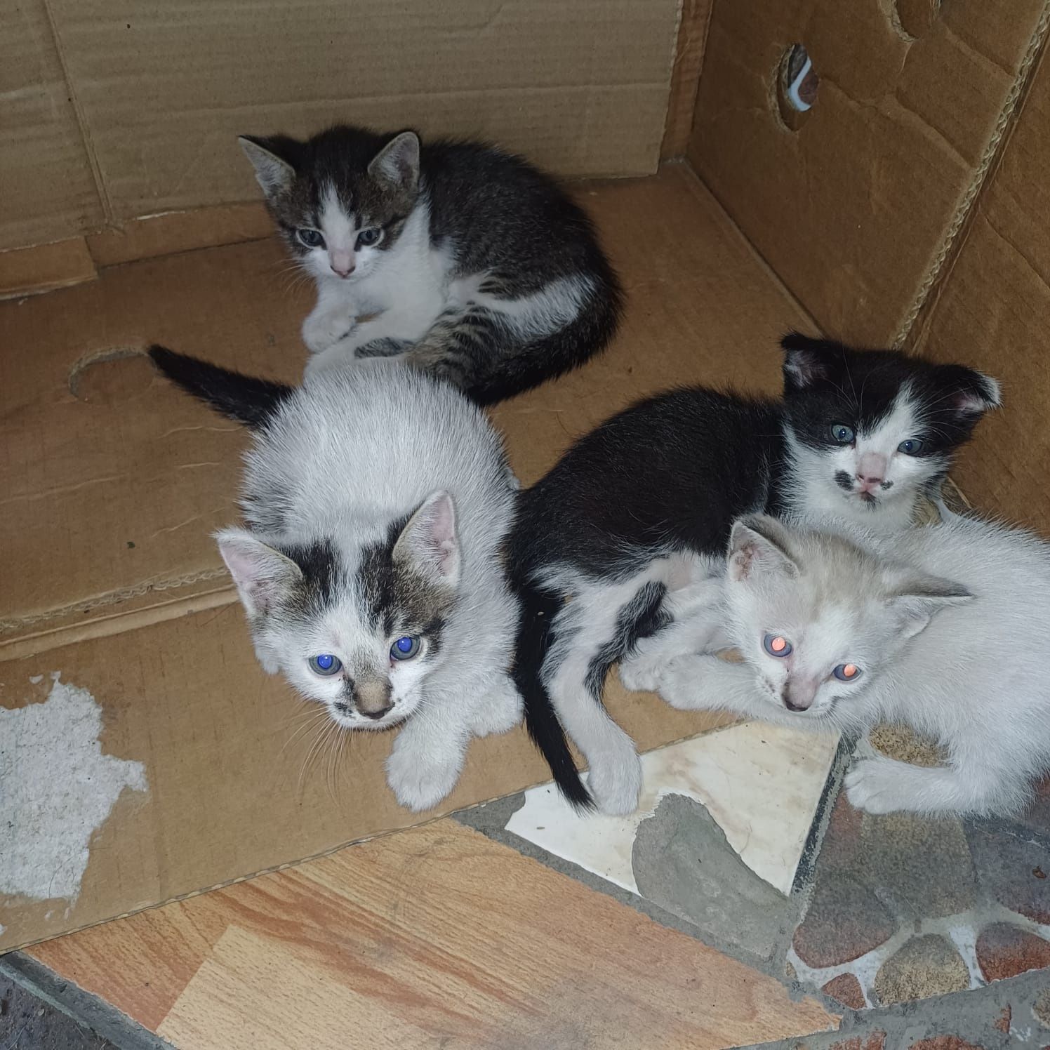 Отдам котят в хорошие руки