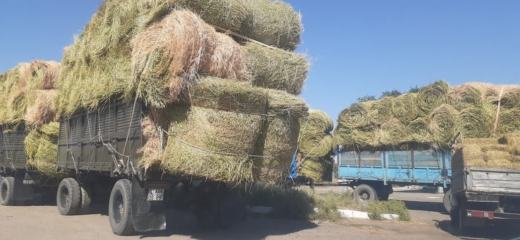 Сено люцерна жоношка урлон жоношка сатамын урлон жоношка