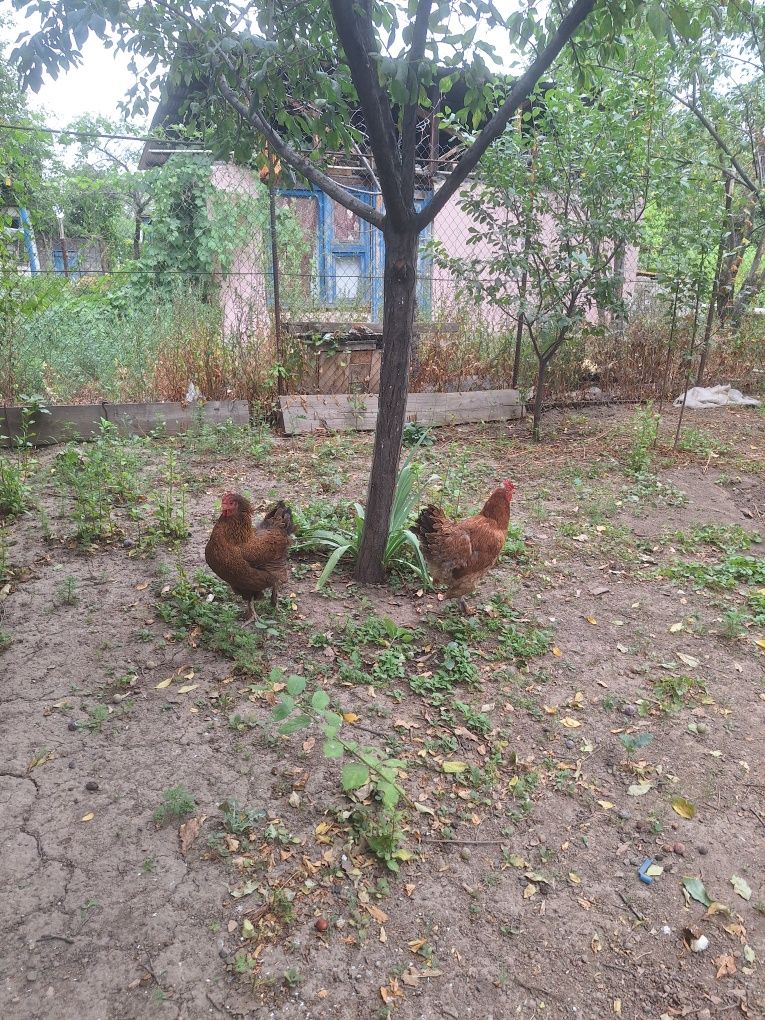 Продам 2 курей -квочек, домашние