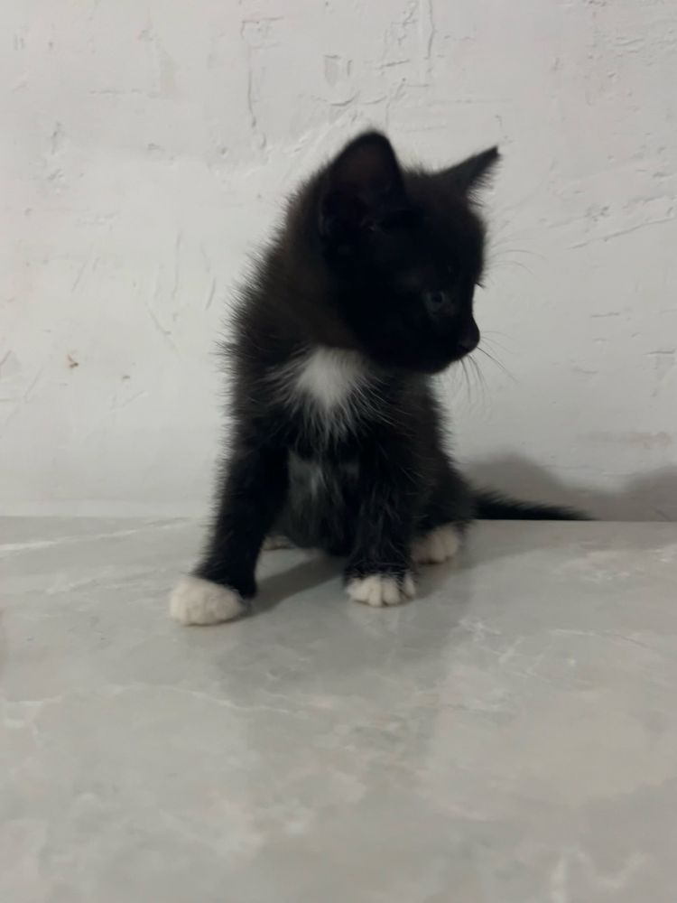 Котятам нужно домик