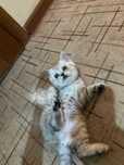 Котенок прямоухий