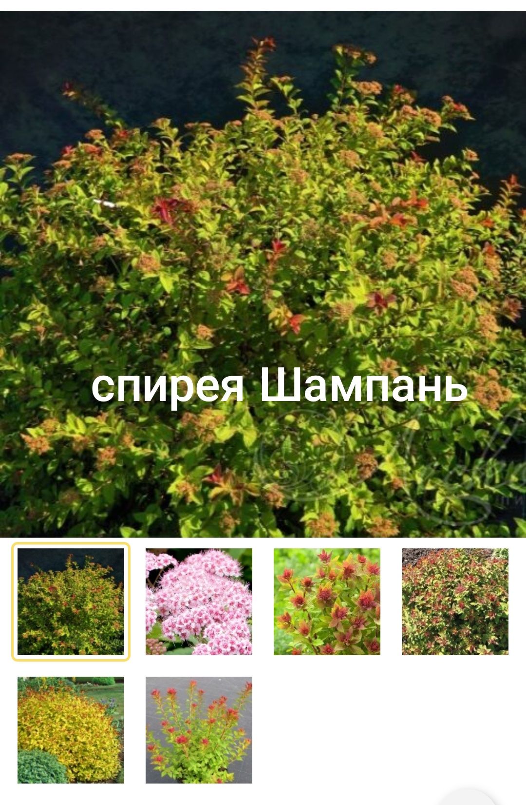 Продам рассаду хризантемы