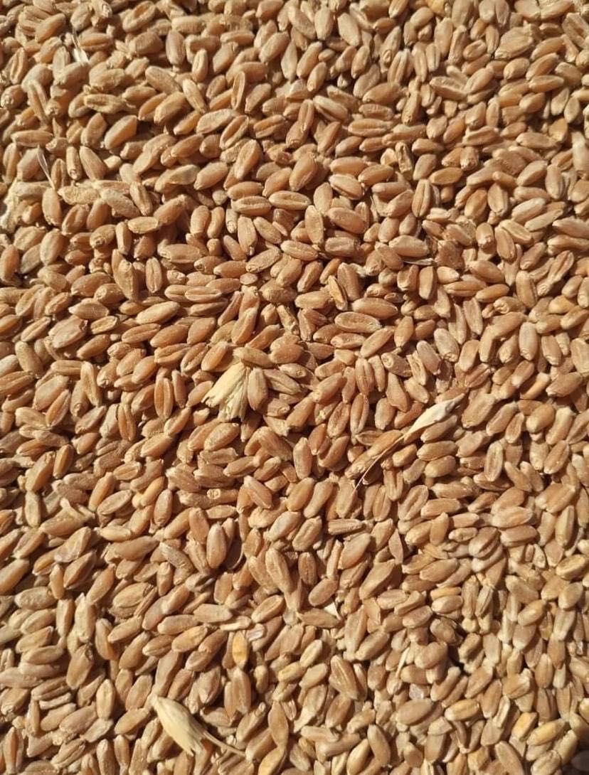 Продам пшеница отличную в наличии