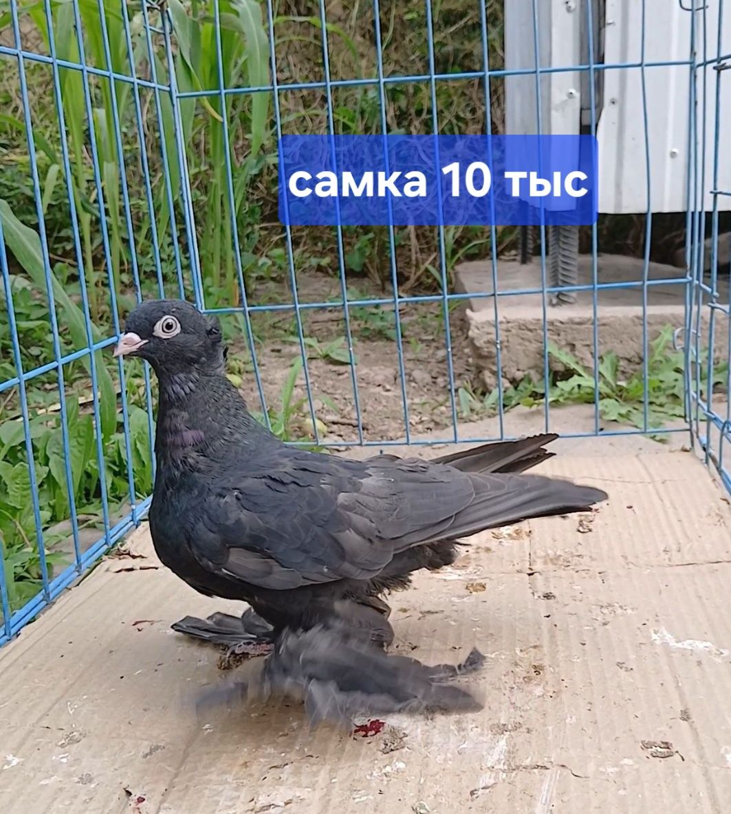 Голуби игровых кровей