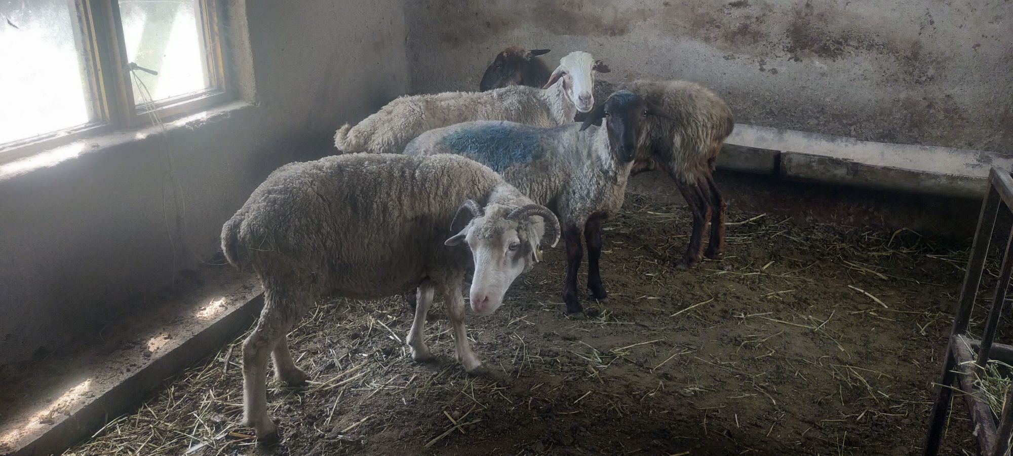 Продам баран матки молодые жирные