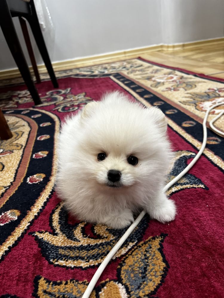Продается щенок Цверг Шпиц мальчик