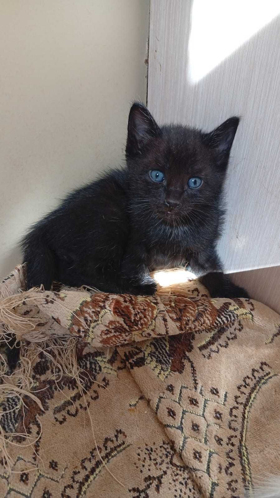 Кошки  и котята в добрые руки