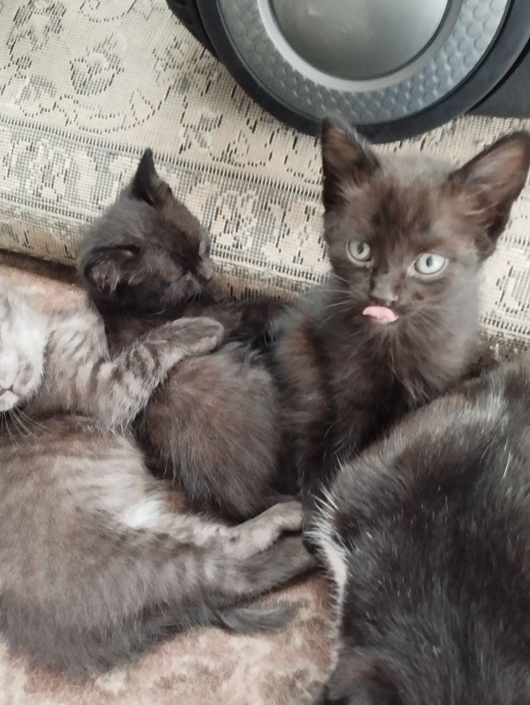 Котята, два мальчика и две девочки