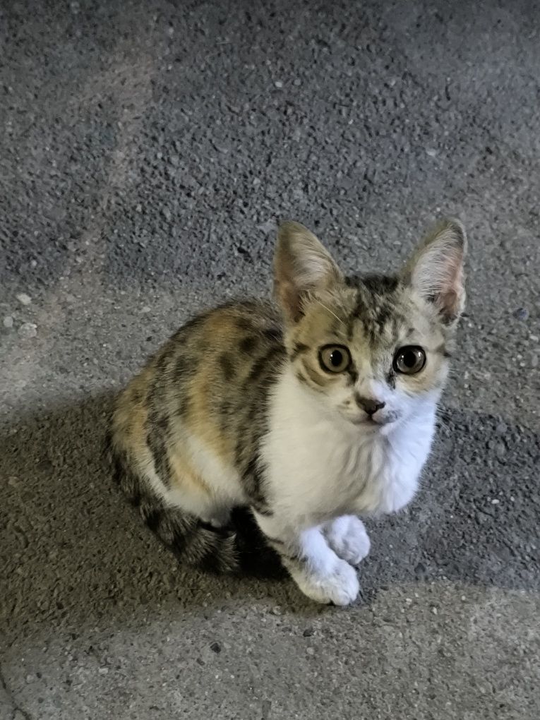 Кошечка трёхцветная. Котёнок в добрые руки