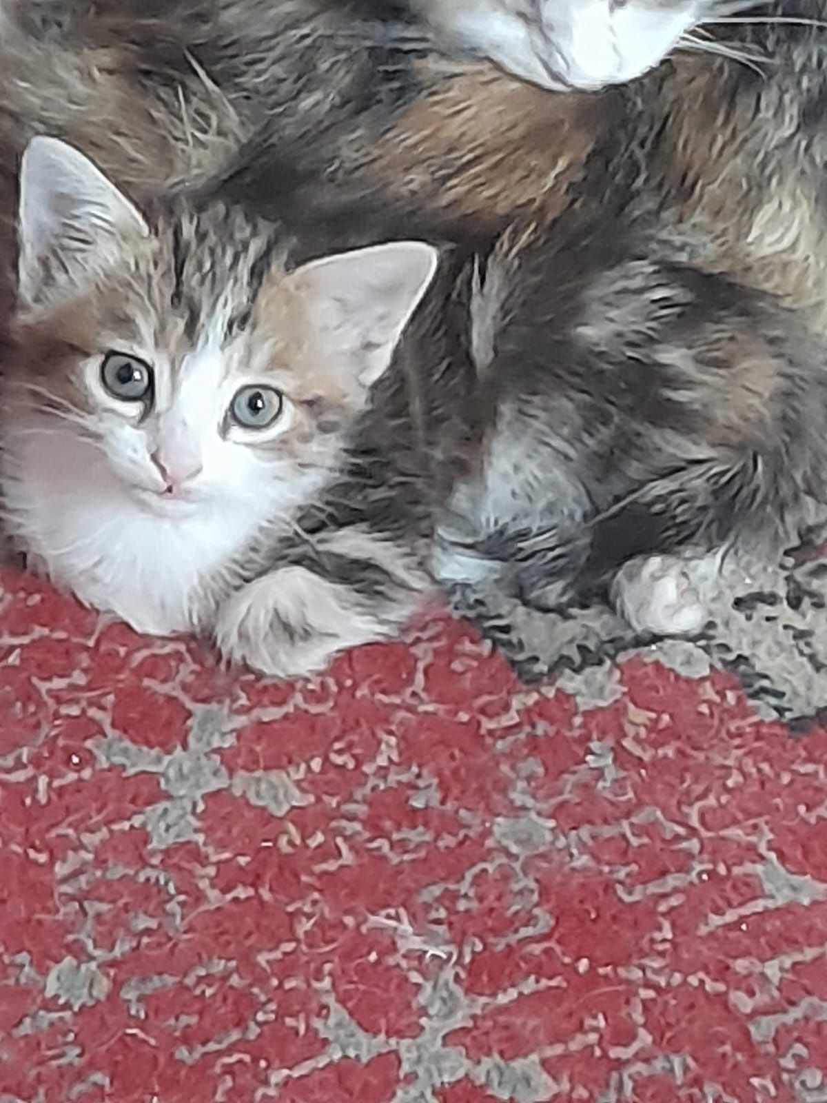 Отдам котят в хорошие руки