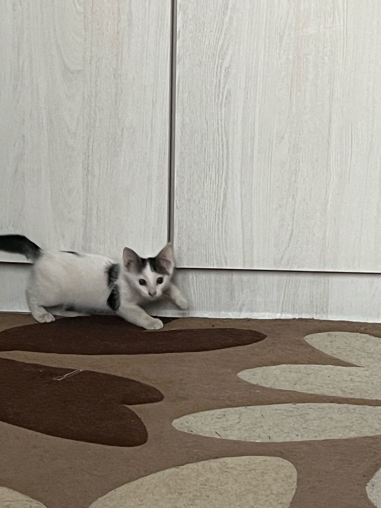 Котенок , 2 месяца,девочка