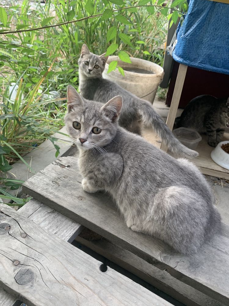 Котятам нужен дом.