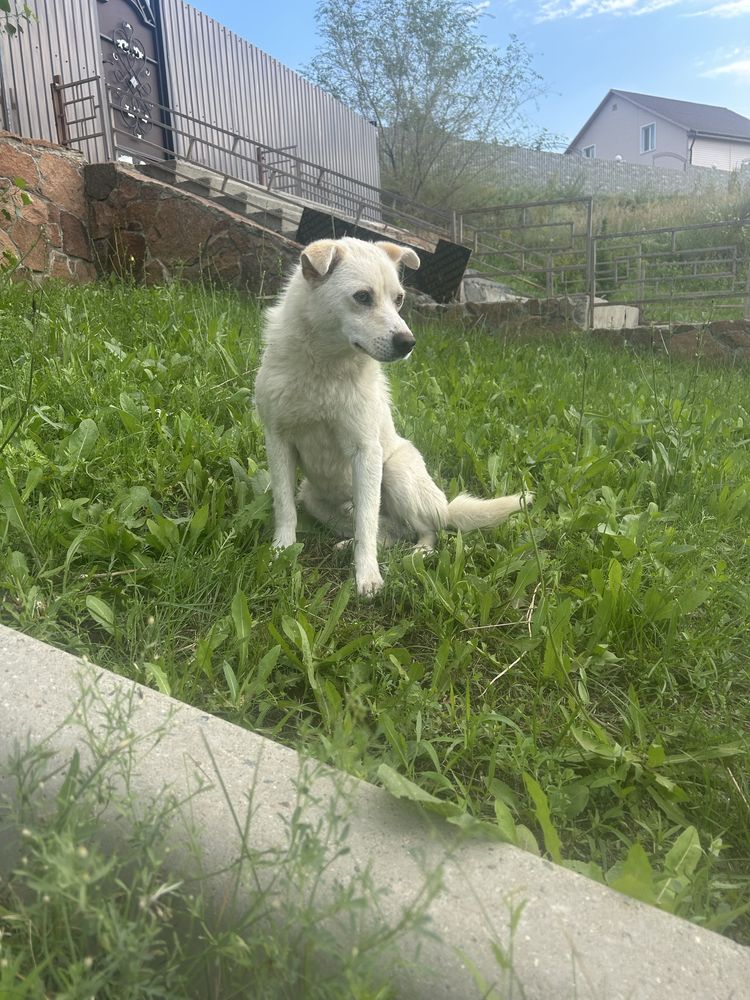 Собака в добрые руки