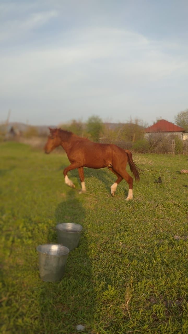 Продаётся конь. Здоровый, выносливый, ухоженный