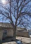 Ореховое дерево продам