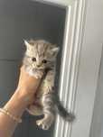 Шотландские котята страйт