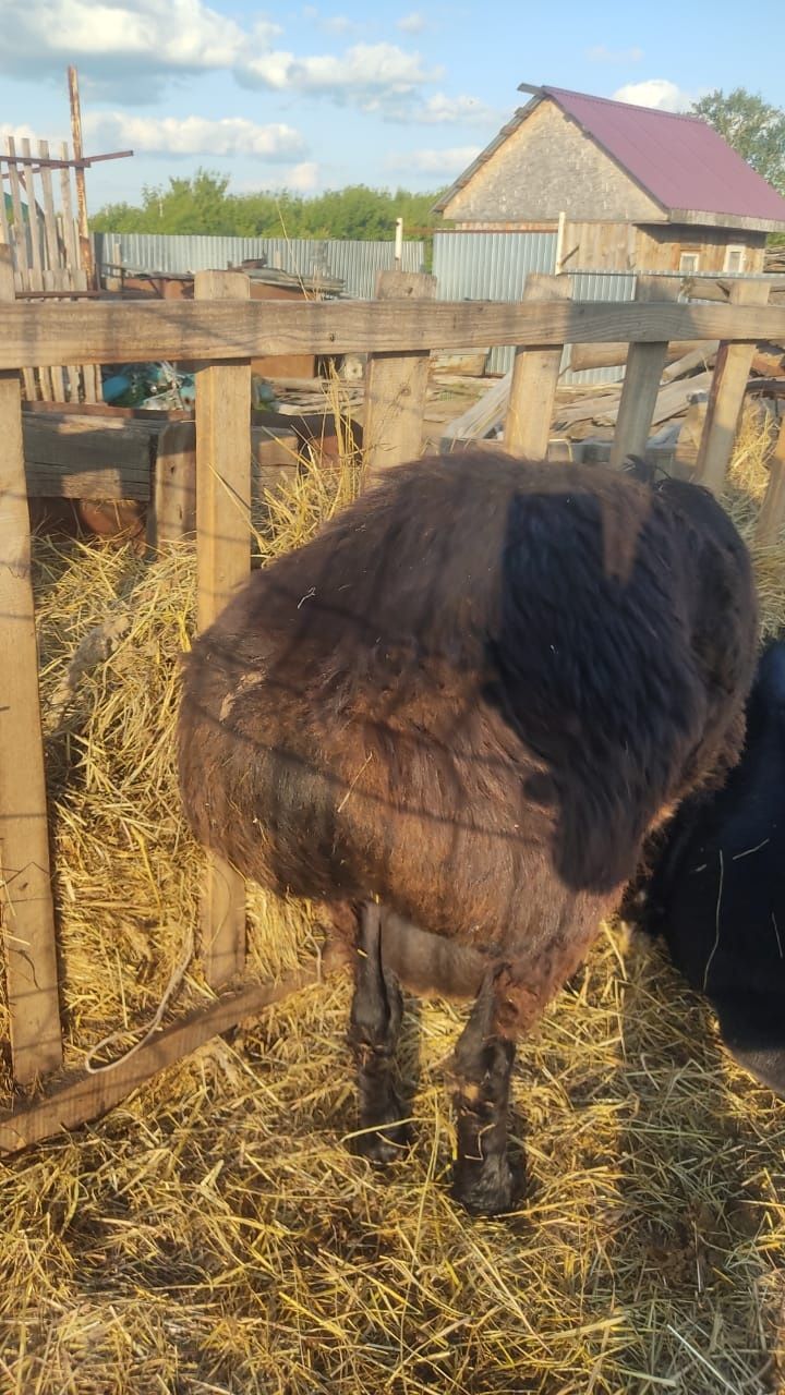 Продам Барана на племя