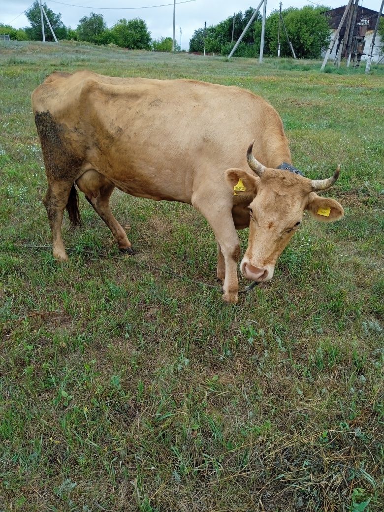 Продам молочных дойных коров