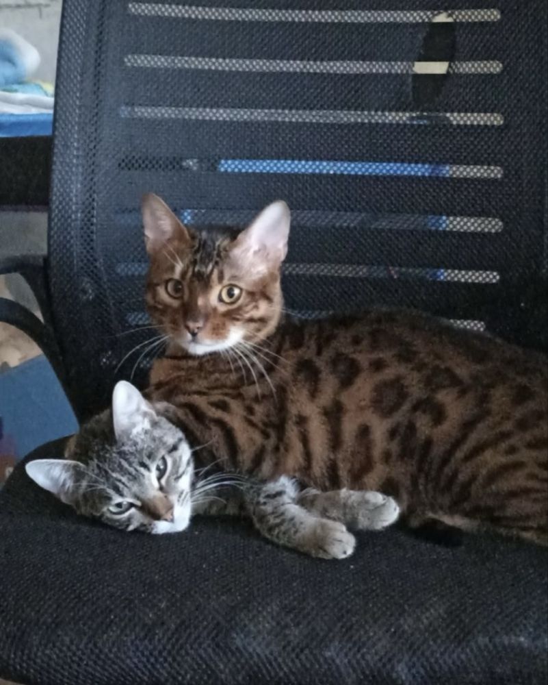 Бенгальские котята