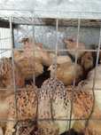 Перепела продам Техас и Маньчжур