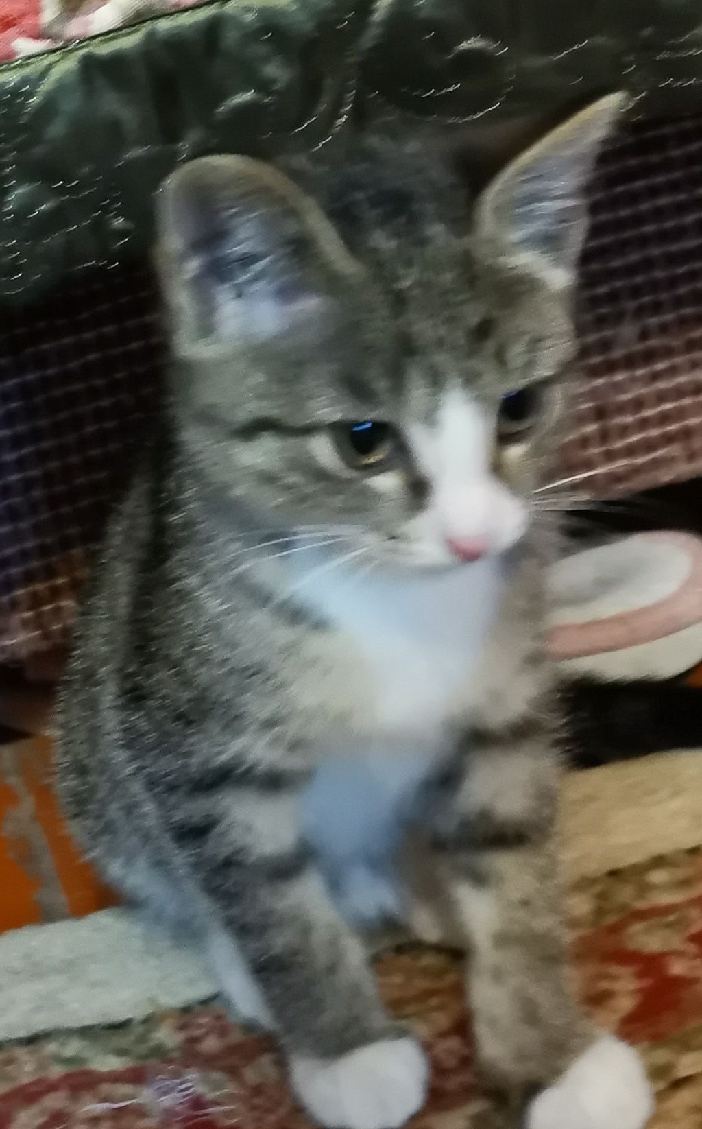 Кошечка  котенок  в добрые руки