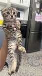 Котенок мальчик.