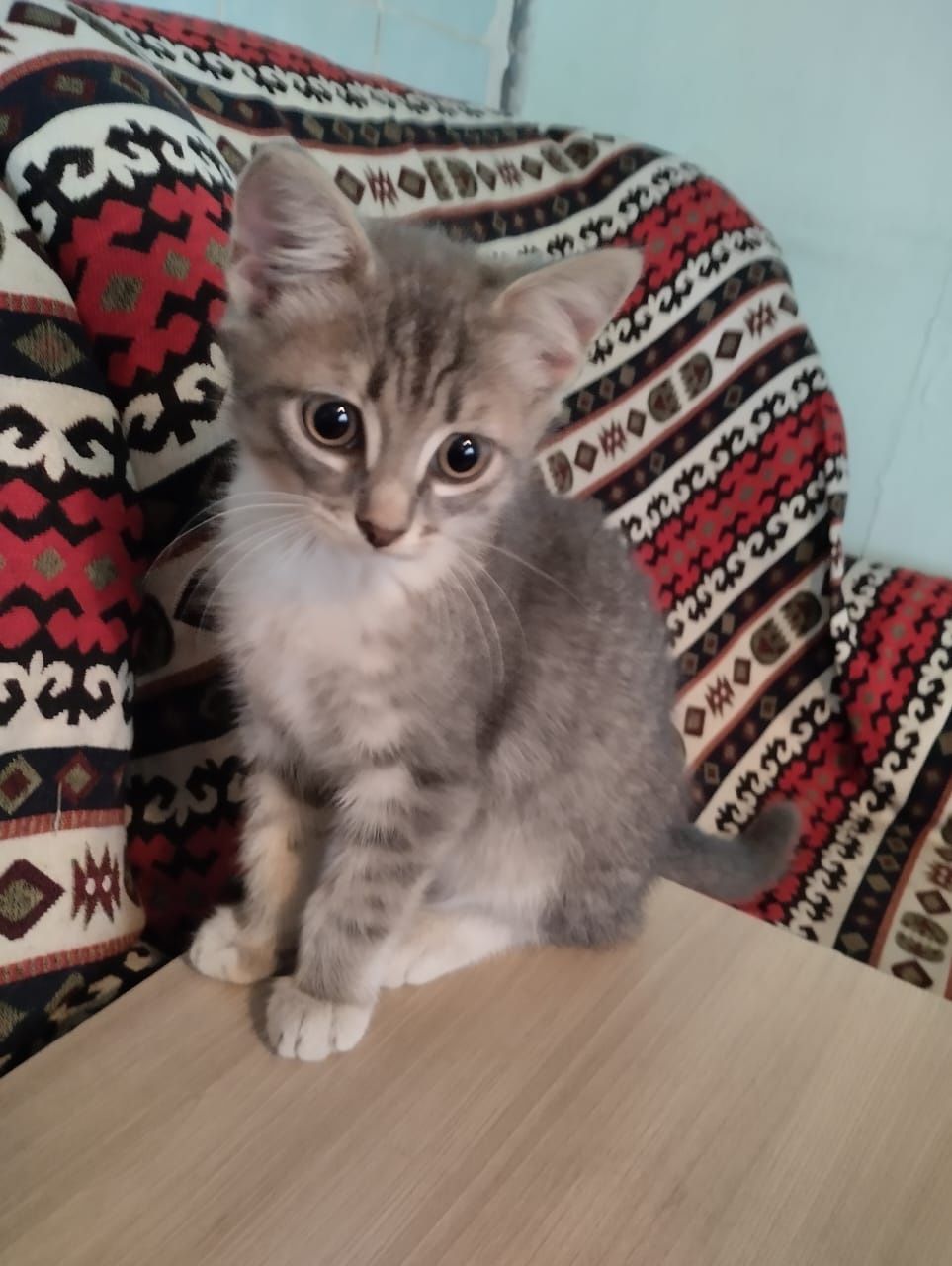 Отдам котёнка в хорошие руки