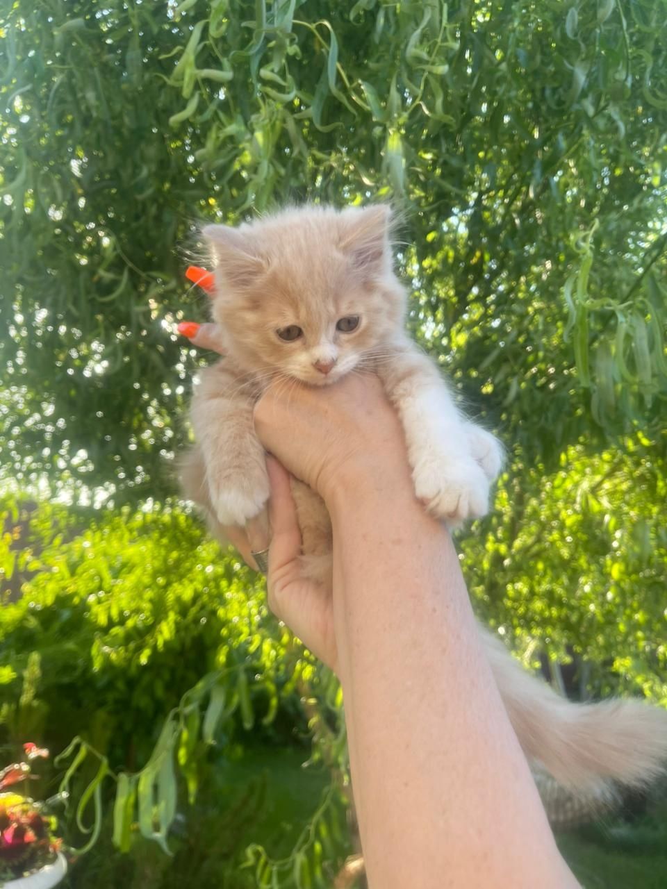 Отдадим в хорошие руки очаровательных котят