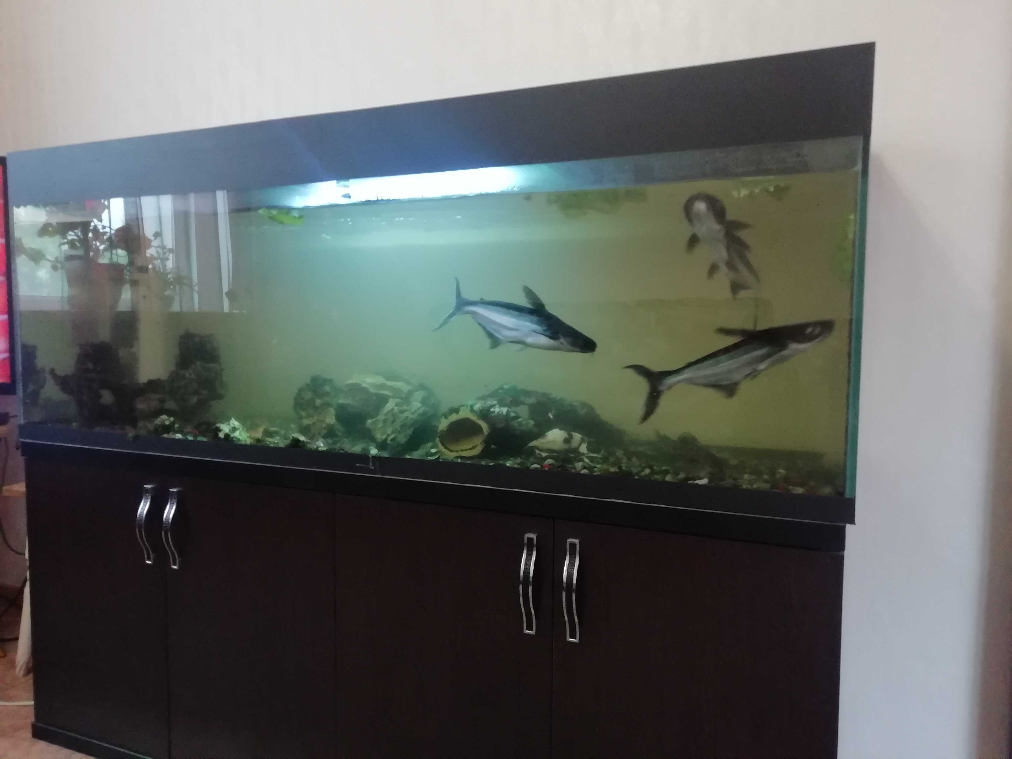 Продам аквариум 470 л.